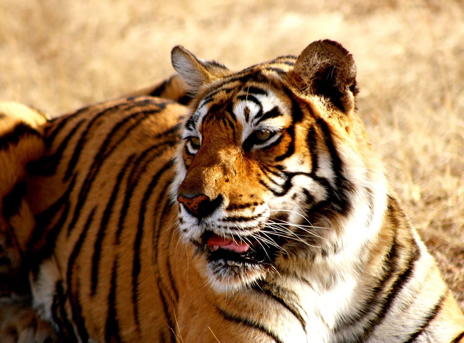 A bengal tiger in India