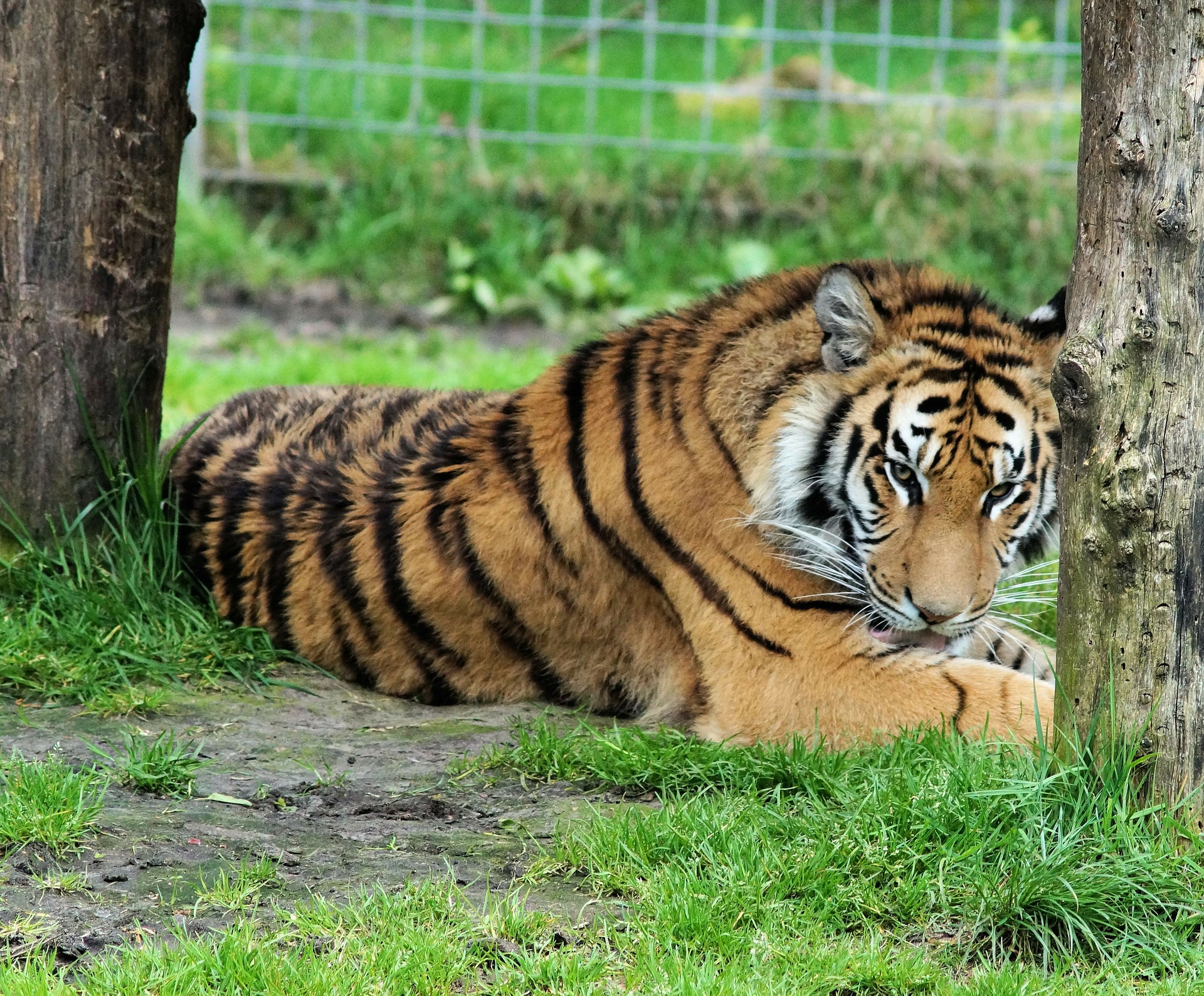 Bengal tiger in India