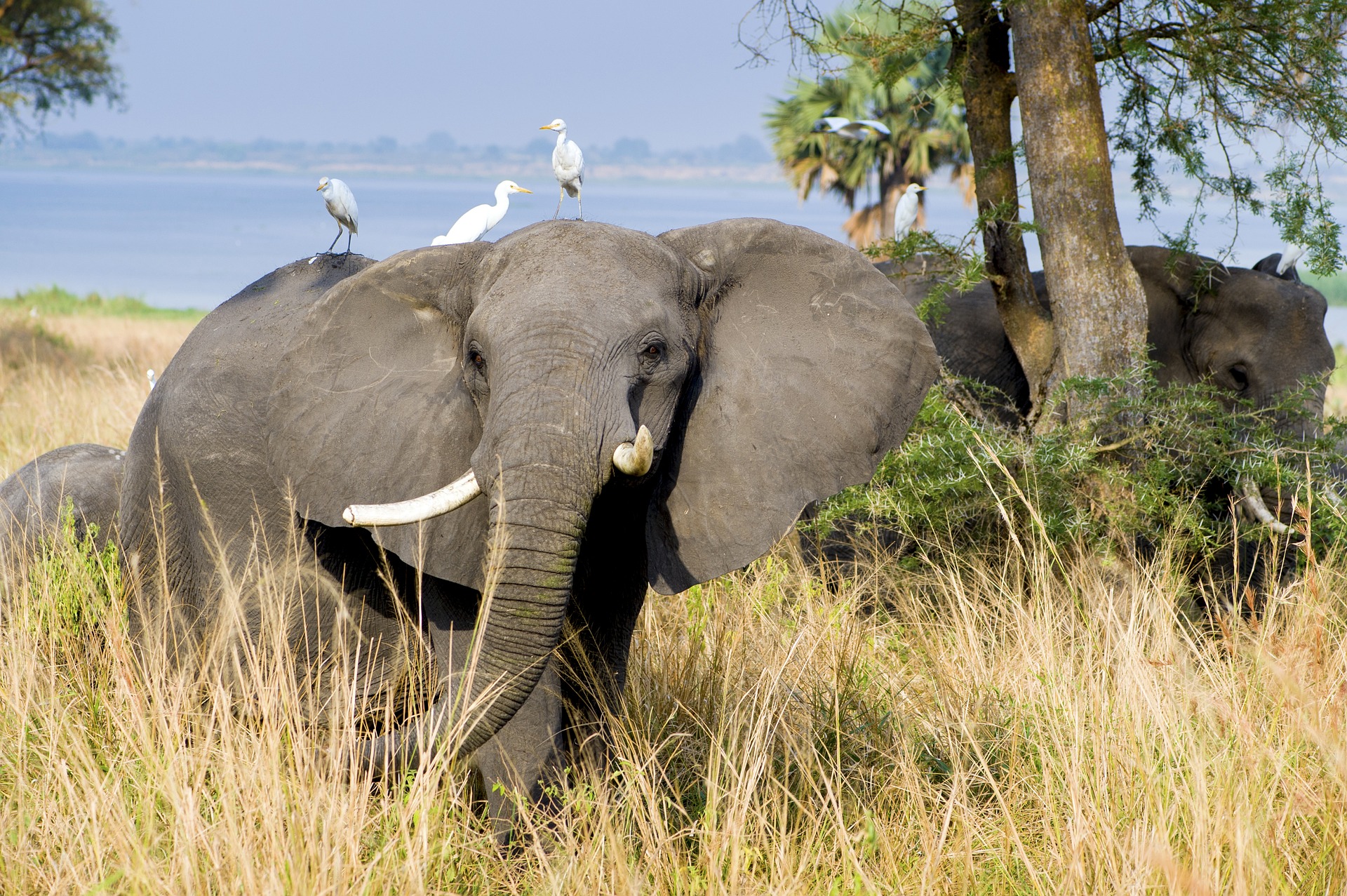 Elephant in Murchison Falls National Park, Uganda