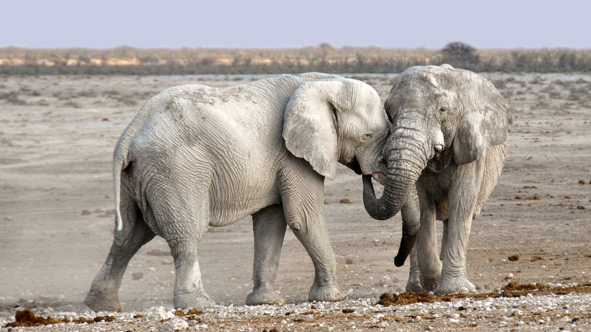 Elephant in Namibia