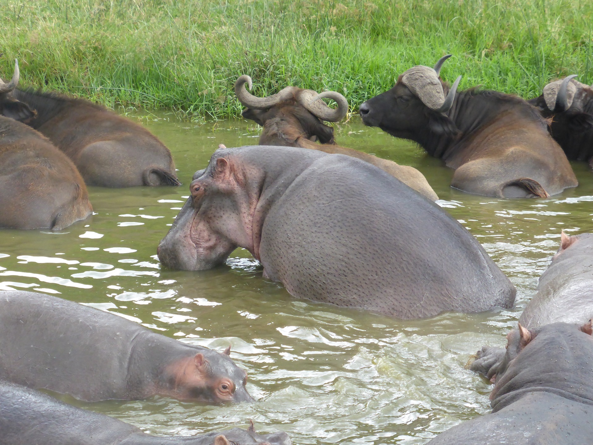 Hippopotamuses in Uganda