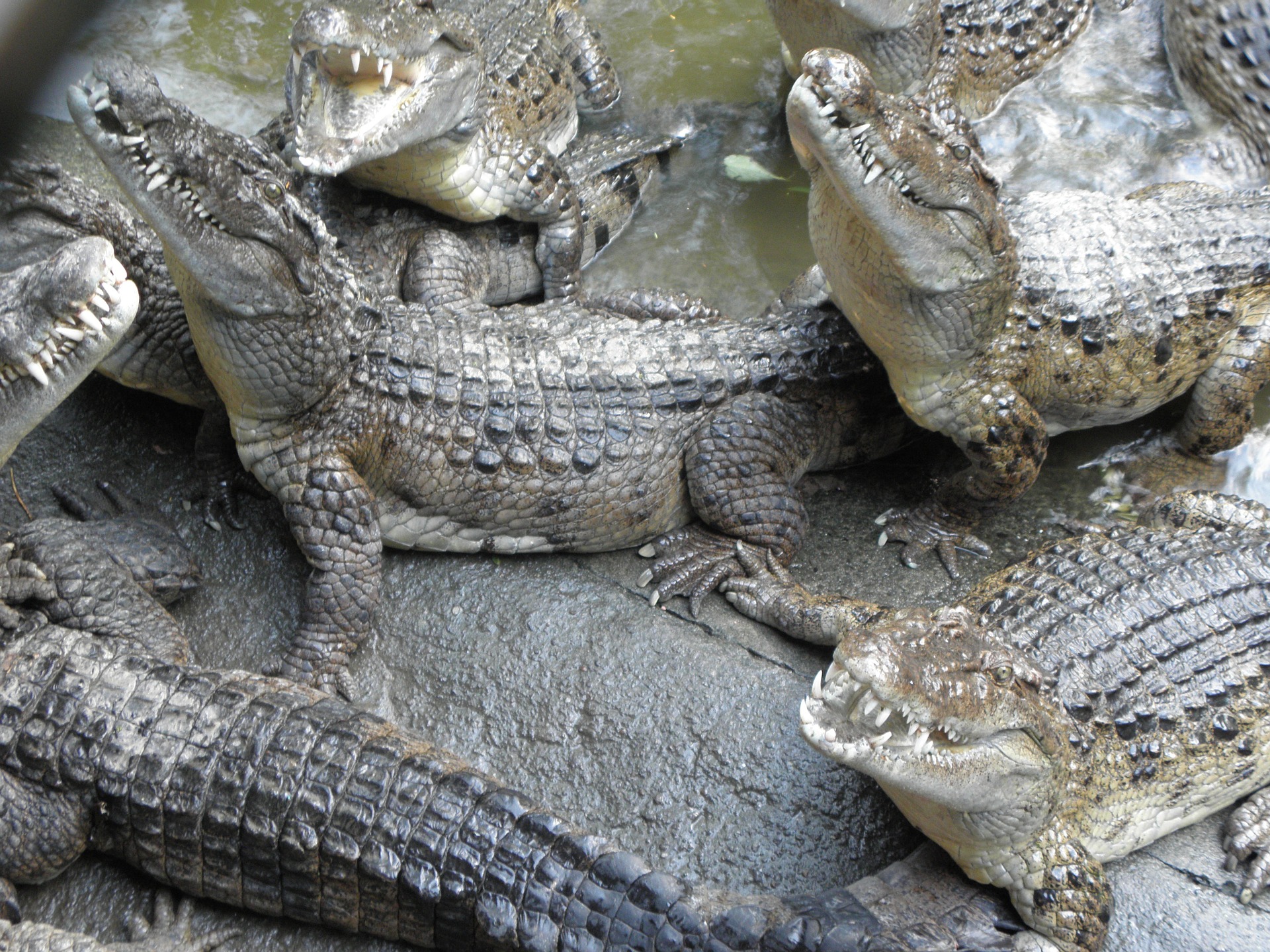 Philippines Crocodile (Crocodylus mindorensis)
