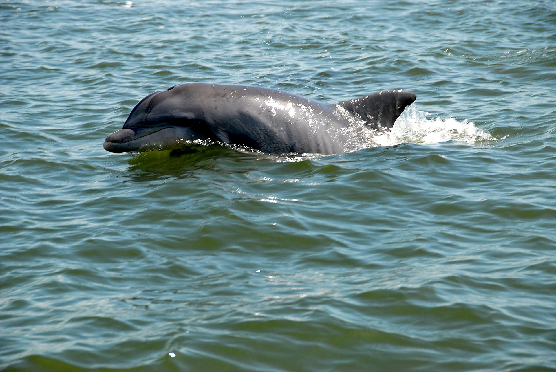 River dolphin