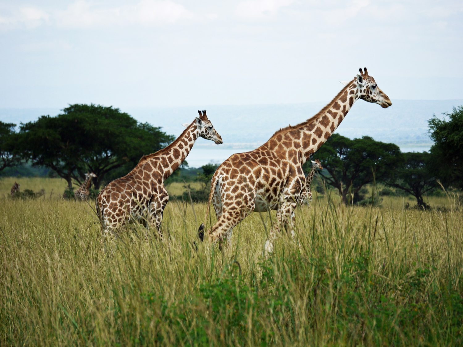 Top 10 Wildlife Destinations In the World Widest
