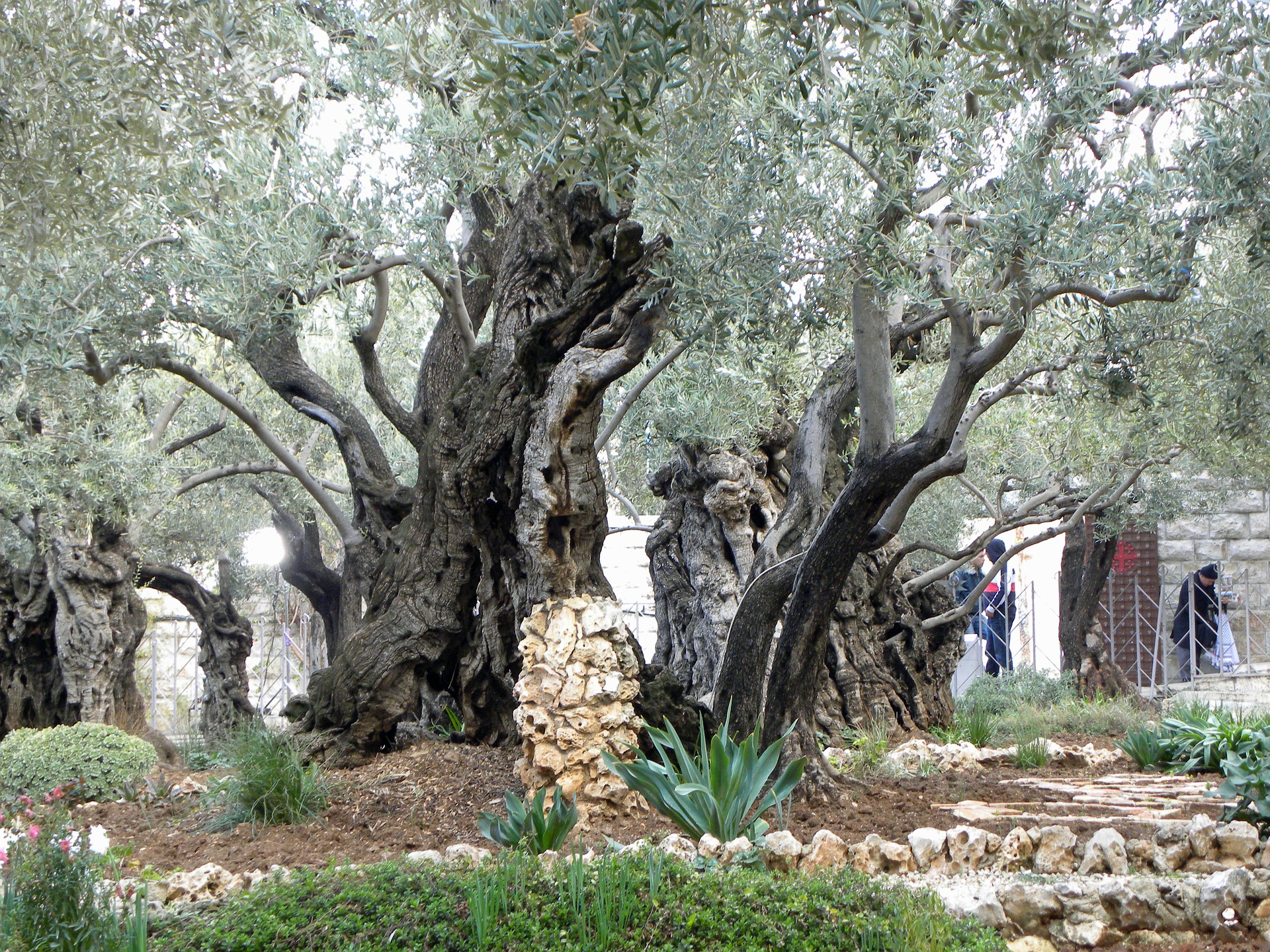 Garden of Gethsemane, Jerusalem, Israel