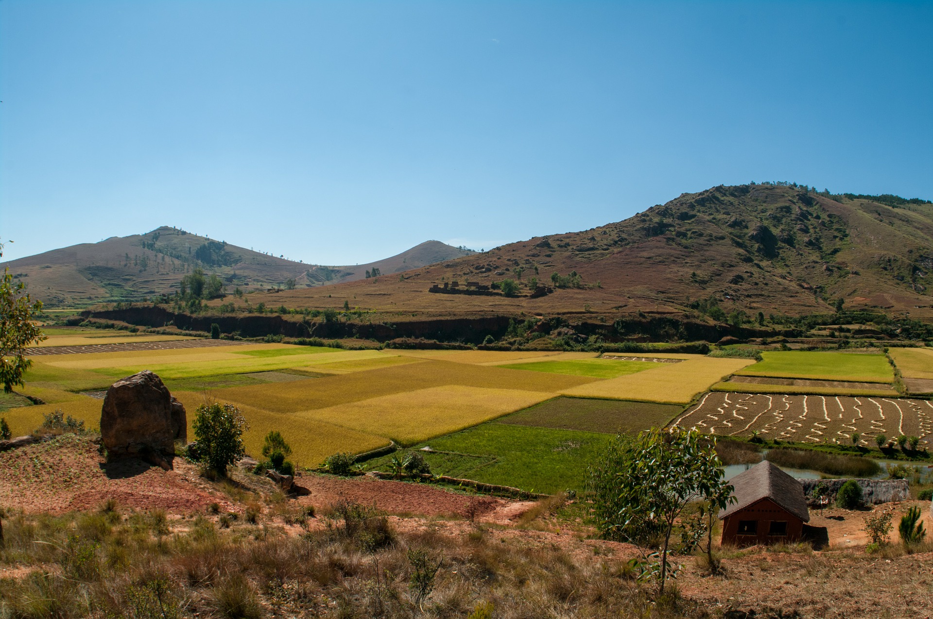Rice field in Madagascar