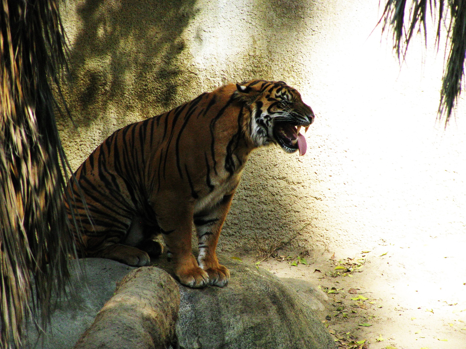 Tiger at Los Angeles Zoo